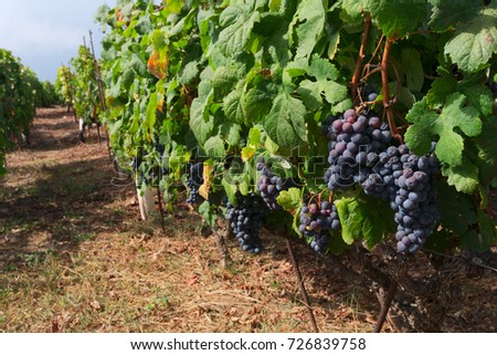 Vineyard green rows with growing red grape close up , Spain