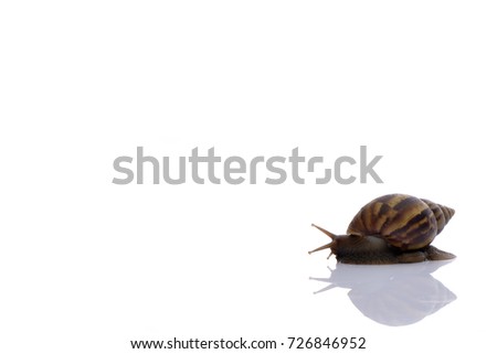 Close up snail on white background