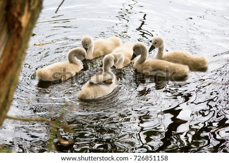a white swan family swims with children on a lake