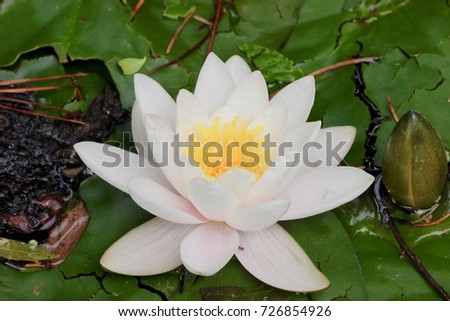 White lily pad flower macro