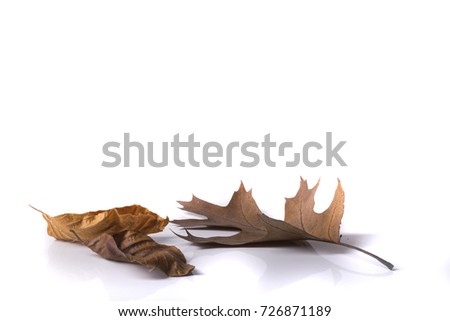Isolated autumn maple leaves foliage over a white background.  Isolated wild oak forest leaves with white empty space 