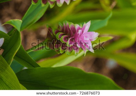 Curcuma sessilis,Siam Tulip,Thailand 's flower.pink and red flower in rainny season of Thailand.