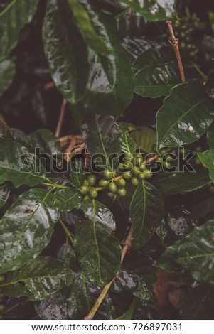 Vintage style of Natural green of unripe arabica coffee pods on the branch are waiting to be harvested 
