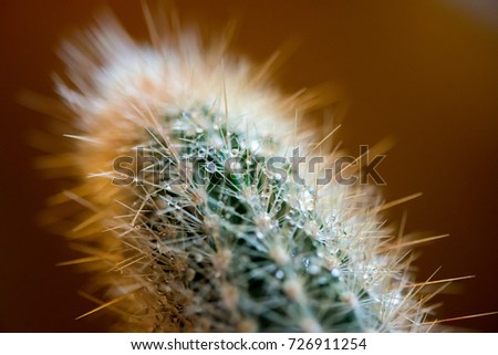 Close-up of a cactus on a rainy day
