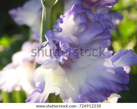 Gladiolus flower. A large violet flower on a green background.