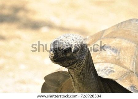 Big Turtle