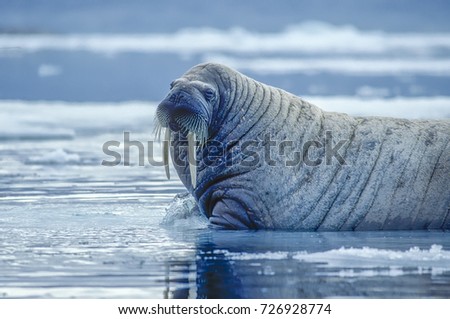 Large male walrus on ice floe in Canadian High Arctic
