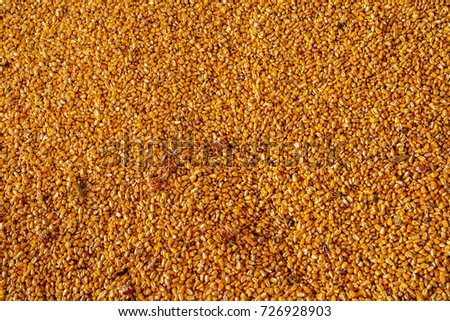 Background of corn seed.