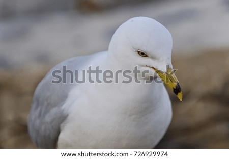 Picture with a gull looking for food on a shore