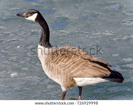 Isolated image of a Canada goose standing on ice