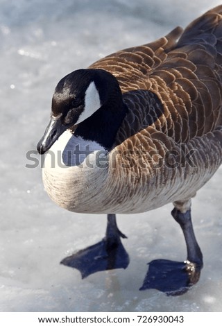 Isolated photo of a Canada goose standing on ice