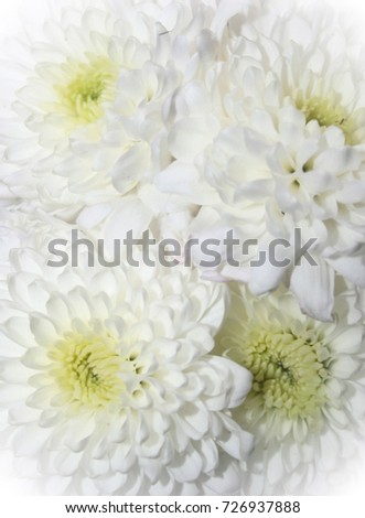 White Chrysanthemum textured wallpaper design. 
