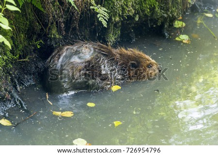 forest otter rodent in its natural habitat in the pond