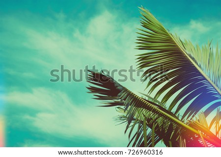 Coconut palm tree under blue sky. Vintage background. Travel card. Vintage effect