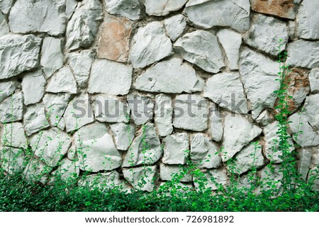 Seamless stone surface and creeping tree, background, space for your text or your design