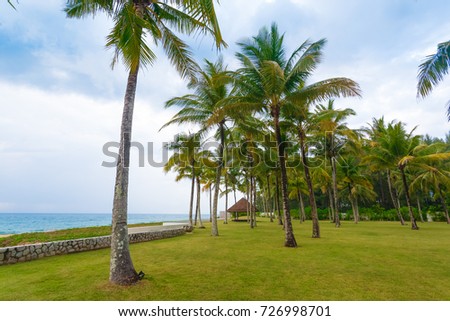The coconut palms trees on a tropical beach. Thailand 