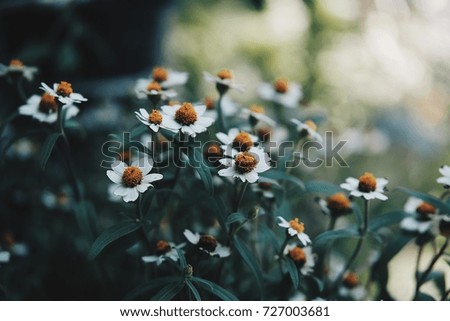 Daisy flower in spring meadow. beautiful nature background