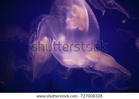 Jellyfish. Jellyfishes Swimming In The Sea. Transparent jellyfish with long stinging tentacles background. Sea life