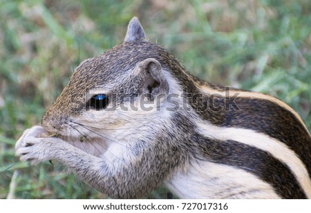 Indian squirrel