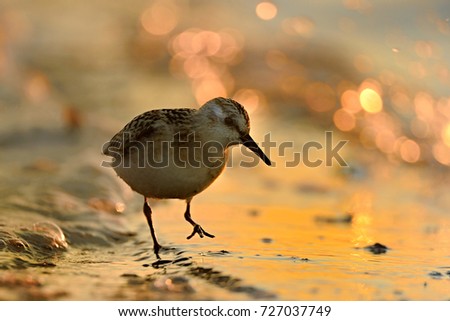 The sanderling (Calidris alba) is a small wading bird. It is a circumpolar Arctic breeder, and is a long-distance migrant, wintering south. Bird in sun rise