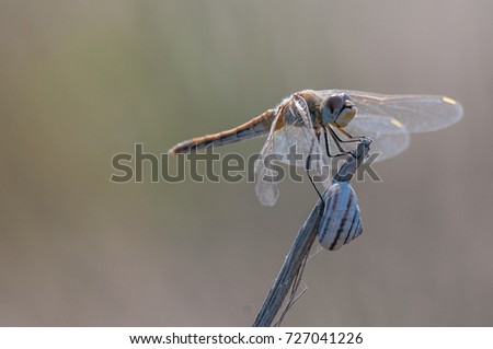 portrait of dragonfly and a snail on a dry twig- Israel