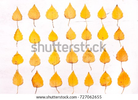yellow leaves in a row. Autumn background
