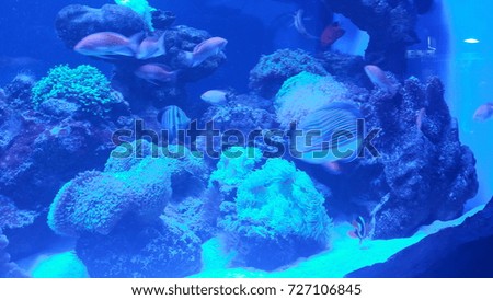 decorative aquarium with fish and coral