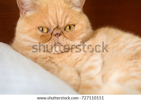 Ginger exotic persian cat portrait. Chubby fluffy cat. Closeup view, horizontal