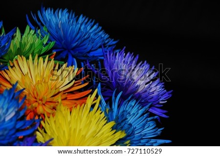 "Enjoy Each Color of Life" Colorful flower image with a dark or black background creating an inspirational and motivational image.