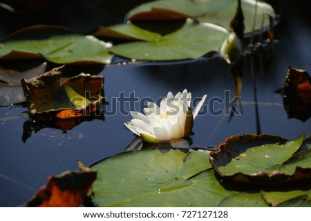 Artistic composition, water lily on the garden pond 