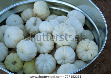 Bucket of Mini White Pumpkins