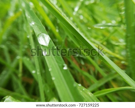 Drops on the leaves