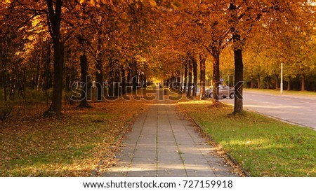 Autumn fall Gold with Leaves Trees in a beautiful park with sun day