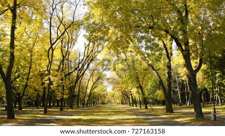 Autumn fall Gold with Leaves Trees in a beautiful park with sunday