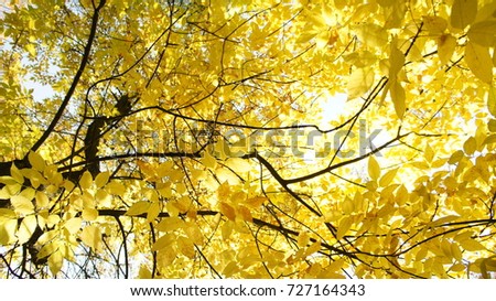 Autumn fall Gold with Leaves Trees in a beautiful park with sun
