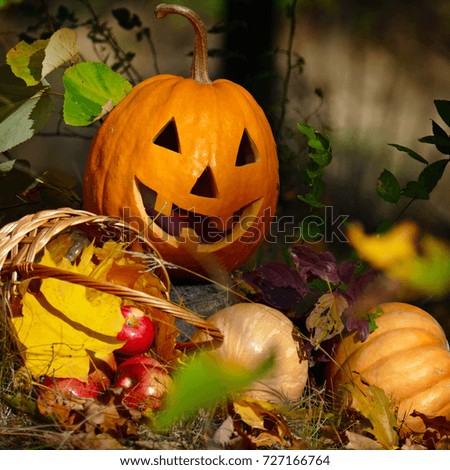 Halloween Pumpkin in forest on dark background.