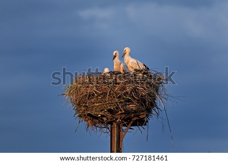 white stork, ciconia ciconia, Czech republic