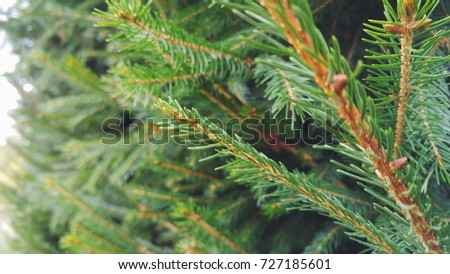 Fresh pine trees