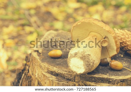 Torn white mushrooms lie on a tree stump in the forest