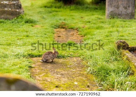 Rabbit at old gothic cemetery, Scotland, UK
