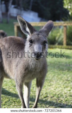 Kangaroo closeup 