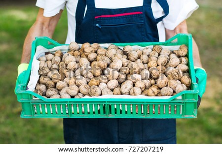 Man holding box full of fresh picked walnuts