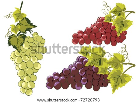 Grapes in vines with leaves.No mesh or gradient used