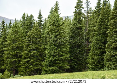 Evergreen Forest in Colorado