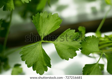 Focus celery leaves natural background