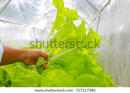  Organic Vegetables with Hydroponics for the full benefit of consumers.