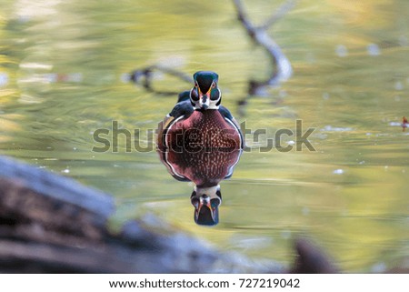 Wood ducks at a pond in north Quebec Canada.