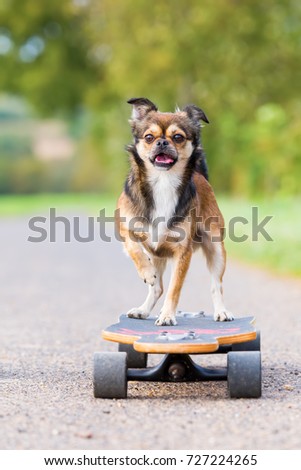picture of a Chihuahua hybrid who stands on a skateboard
