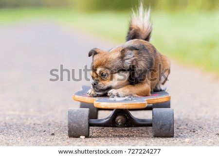 picture of a cute Chihuahua hybrid who lies on a skateboard