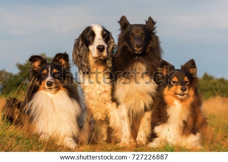 group portrait picture of shelties and cocker spaniel who are sitting on a country path